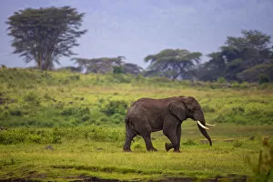 Tanzania Collection: Africa. Tanzania. African elephant (Loxodonta africana) at the crater in the Ngorongoro