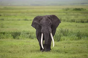 Tanzania Collection: Africa. Tanzania. African elephant (Loxodonta africana) at the crater in the Ngorongoro