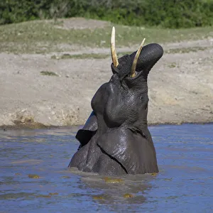 Serengeti Prints: Africa. Tanzania. African elephant (Loxodonta africana) bathing at Ndutu in Serengeti NP