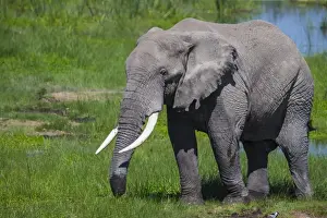 Africa. Tanzania. African elephant (Loxodonta africana) at the crater in the Ngorongoro