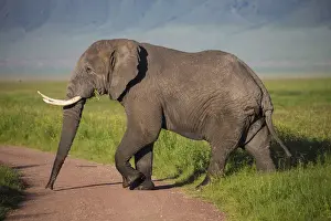 Images Dated 6th February 2016: Africa. Tanzania. African elephant (Loxodonta africana) at the crater in the Ngorongoro