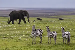 Tanzania Prints: Africa. Tanzania. African elephant (Loxodonta africana) at the crater in the Ngorongoro