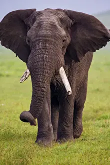 Africa. Tanzania. African elephant (Loxodonta africana) at the crater in the Ngorongoro
