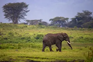 Africa. Tanzania. African elephant (Loxodonta africana) at the crater in the Ngorongoro