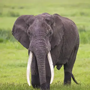 Images Dated 9th February 2014: Africa. Tanzania. African elephant (Loxodonta africana) at the crater in the Ngorongoro