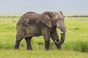 Images Dated 10th February 2014: Africa. Tanzania. African elephant (Loxodonta africana) at the crater in the Ngorongoro