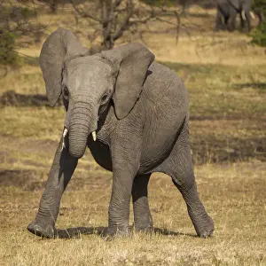Tanzania Prints: Africa. Tanzania. African elephant (Loxodonta africana) at Serengeti NP