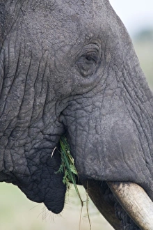 Images Dated 3rd February 2009: Africa. Tanzania. African Elephant at Tarangire NP