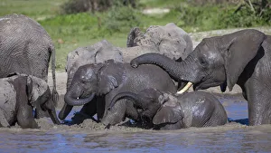 Serengeti Prints: Africa. Tanzania. African elephants (Loxodonta africana) bathing at Ndutu in Serengeti
