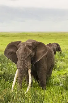 Images Dated 10th February 2014: Africa. Tanzania. African elephants (Loxodonta africana) at the crater in the Ngorongoro