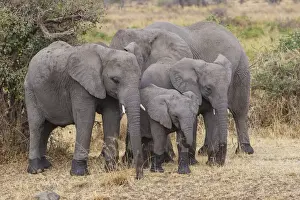Africa. Tanzania. African elephants (Loxodonta africana) at Serengeti NP