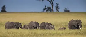 Africa. Tanzania. African elephants (Loxodonta africana) at Serengeti NP