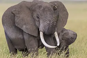 Images Dated 4th February 2016: Africa. Tanzania. African elephants (Loxodonta africana) at Serengeti NP