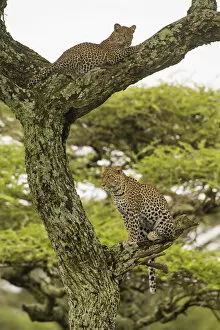 Tanzania Collection: Africa. Tanzania. African leopard (Panthera pardus) mother and cub in a tree in