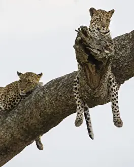 Africa. Tanzania. African leopard (Panthera pardus) mother and cub in a tree in