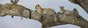 Images Dated 8th August 2013: Africa. Tanzania. African leopard (Panthera pardus) mother and cubs in a tree in