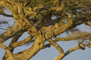 Tanzania Prints: Africa. Tanzania. African leopard (Panthera pardus) napping in a tree in Serengeti NP