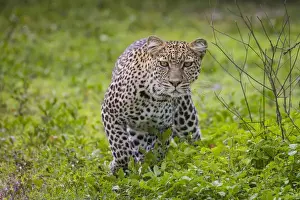 Images Dated 3rd February 2014: Africa. Tanzania. African leopard (Panthera pardus) stalking prey in Serengeti NP