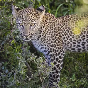 Images Dated 3rd February 2014: Africa. Tanzania. African leopard (Panthera pardus) stalking prey in Serengeti NP