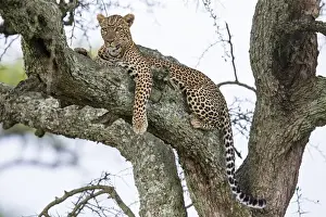 Images Dated 3rd February 2016: Africa. Tanzania. African leopard (Panthera pardus) in a tree in Serengeti NP