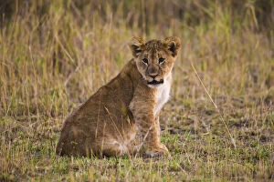 Africa. Tanzania. African lion cub (Panthera leo) in Serengeti NP
