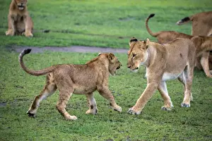 Images Dated 30th January 2016: Africa. Tanzania. African lion cubs (Panthera leo) mock fighting at Ndutu in Serengeti NP