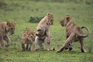 Images Dated 3rd February 2014: Africa. Tanzania. African lion cubs (Panthera leo) mock fighting at Ndutu in Serengeti NP