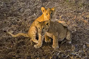 Africa. Tanzania. African lion cubs (Panthera leo) in Serengeti NP