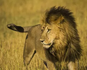 Africa. Tanzania. African lion male (Panthera leo) in Serengeti NP
