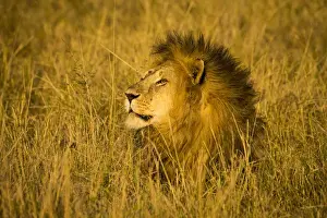 Images Dated 13th August 2013: Africa. Tanzania. African lion male (Panthera leo) in Serengeti NP