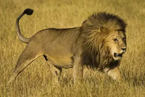 Images Dated 13th August 2013: Africa. Tanzania. African lion male (Panthera leo) in Serengeti NP