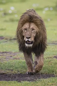 Images Dated 7th February 2014: Africa. Tanzania. African lion (Panthera leo) at Ngorongoro crater in the Ngorongoro