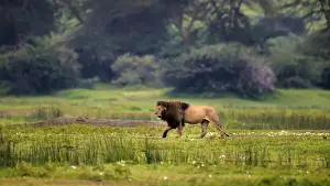 Images Dated 7th February 2014: Africa. Tanzania. African lion (Panthera leo) at Ngorongoro crater in the Ngorongoro