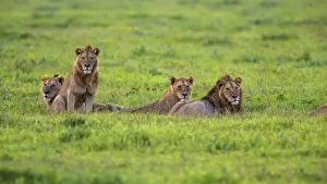 Africa. Tanzania. African lion (Panthera leo) at Ngorongoro crater in the Ngorongoro
