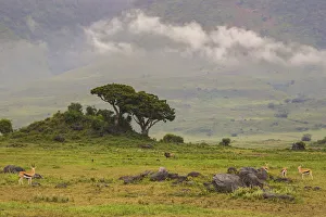 Africa. Tanzania. African lion (Panthera leo) at Ngorongoro crater in the Ngorongoro