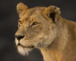 Images Dated 9th August 2013: Africa. Tanzania. African lioness (Panthera leo) in Serengeti NP