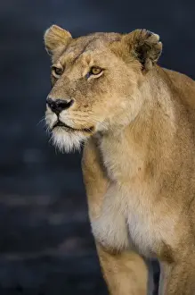 Africa. Tanzania. African lioness (Panthera leo) in Serengeti NP