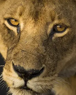 Images Dated 9th August 2013: Africa. Tanzania. African lioness (Panthera leo) in Serengeti NP