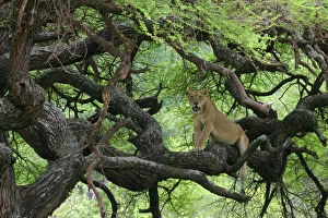 Images Dated 1st January 1980: Africa, Tanzania. African lioness rests on tree branch