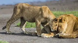 Images Dated 30th January 2016: Africa. Tanzania. African lions (Panthera leo) at Ndutu in Serengeti NP