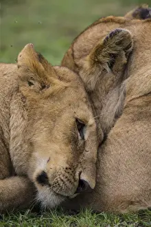 Africa. Tanzania. African lions (Panthera leo) at Ndutu in Serengeti NP