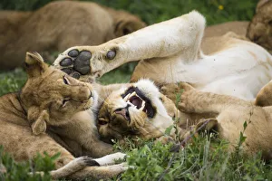 Images Dated 3rd February 2014: Africa. Tanzania. African lions (Panthera leo) at Ndutu in Serengeti NP