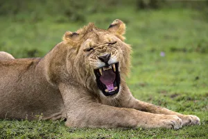 Serengeti Prints: Africa. Tanzania. African lions (Panthera leo) at Ndutu in Serengeti NP