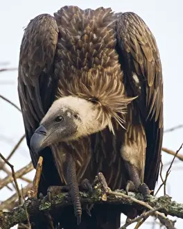 Images Dated 2nd February 2009: Africa. Tanzania. African White-Backed Vulture at Tarangire NP