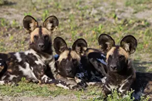Endangered Prints: Africa. Tanzania. African wild dogs (Lycaon pictus), an endangered species, in Serengeti