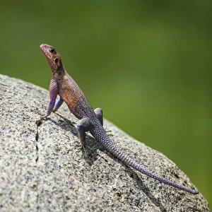 Africa. Tanzania. Agama (Agama agama) lizard in Serengeti NP
