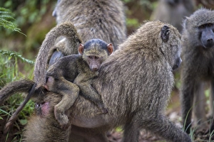 Mother Prints: Africa, Tanzania, baboons