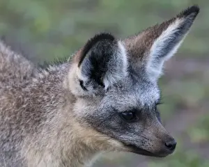 Africa. Tanzania. Bat-Eared Fox at Ndutu in the Ngorongoro Conservation Area