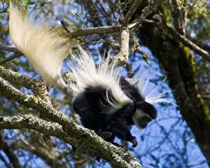 Images Dated 30th January 2009: Africa. Tanzania. Black-and White Colobus monkey flies through the trees at Arusha NP