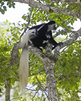 Images Dated 30th January 2009: Africa. Tanzania. Black-and White Colobus monkey mother and baby in a tree at Arusha NP